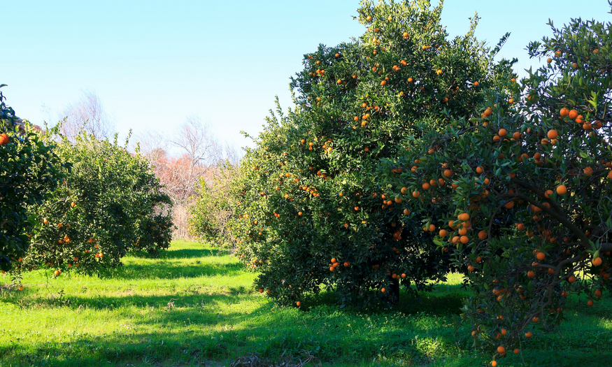mcg agro farm orange trees organic fruit